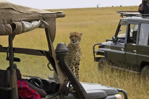Rwanda Wildlife Safaris Rwanda Wildlife Safaris