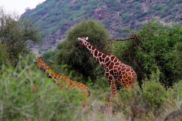 10-Day Tanzania Wildlife Safari & Zanzibar