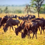 11-Day Two Countries Kenya Tanzania Explore the Wild