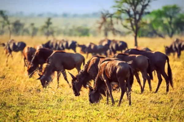 Serengeti-migration 11-Day Two Countries Kenya Tanzania Explore the Wild