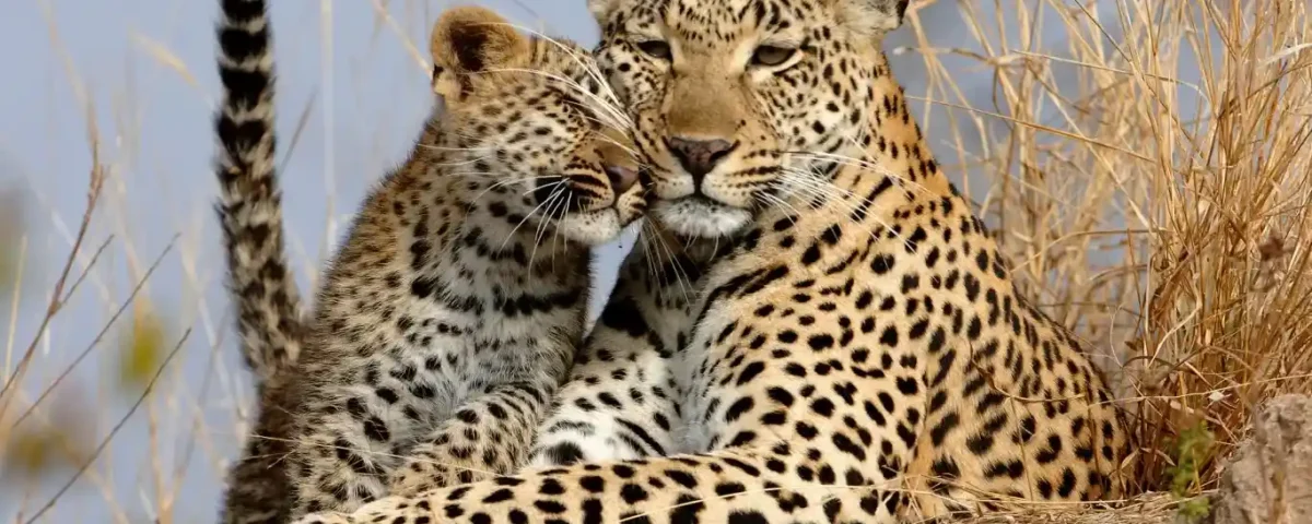 Tanzania Big Five Adventures