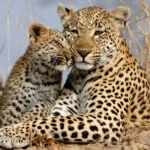 Tanzania Big Five Adventures