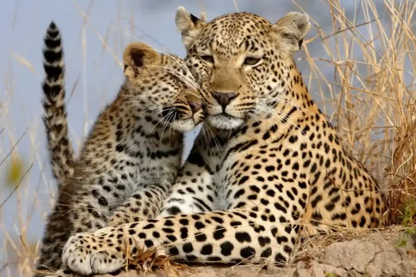 Tanzania Big Five Adventures Tanzania Big Five Adventures