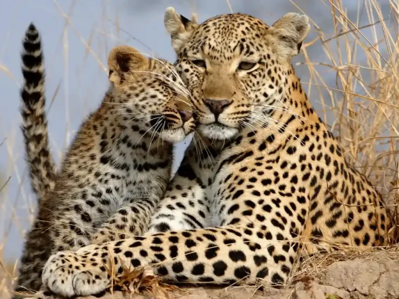 Tanzania Big Five Adventures