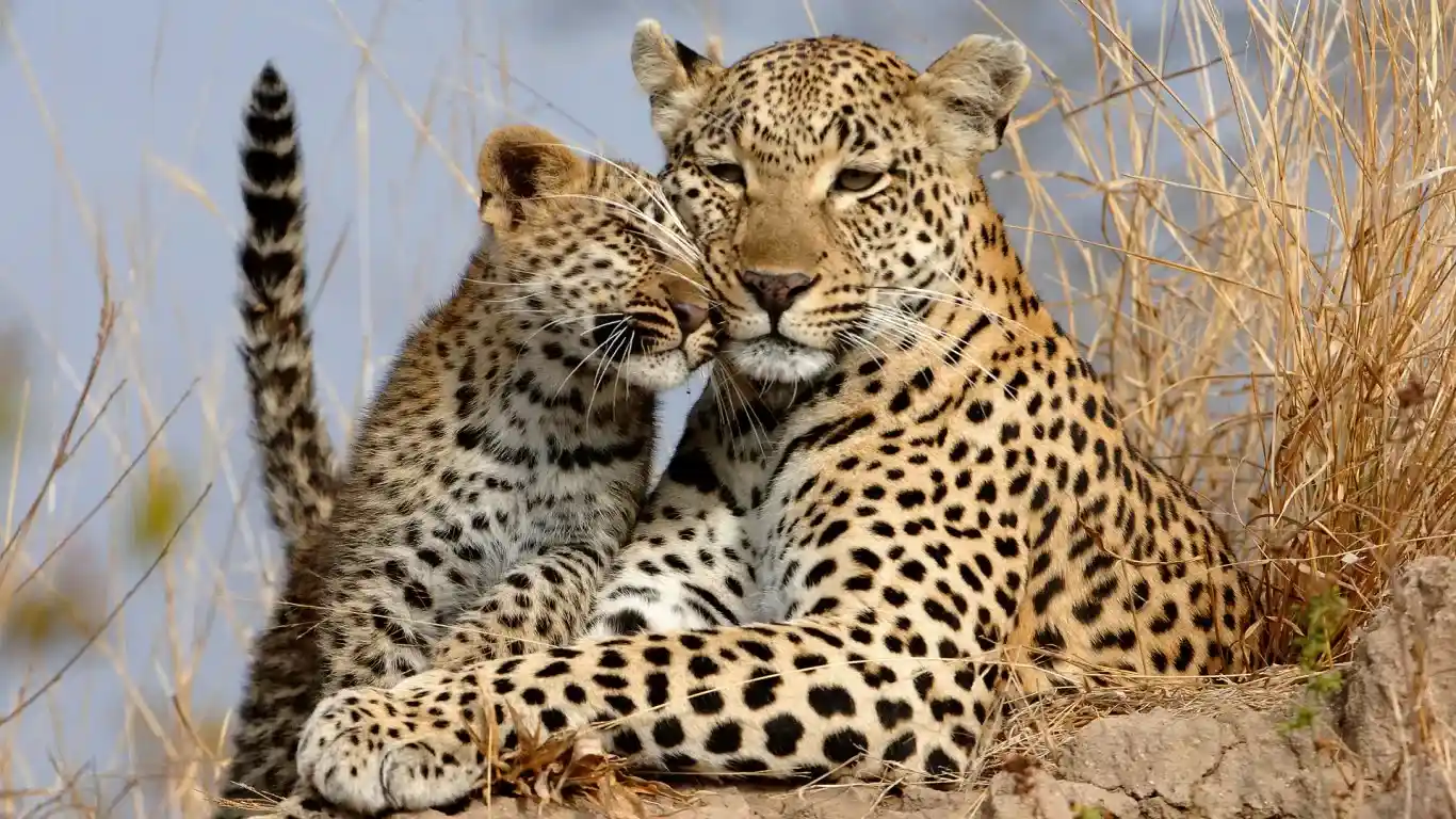 Tanzania Big Five Adventures