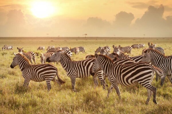 Tanzania Great Migration Tanzania Great Migration Tours