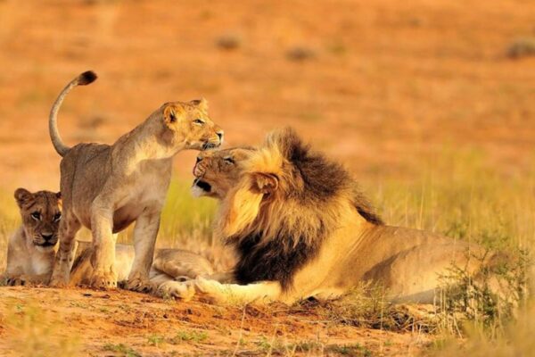 Tanzania Wildlife Safaris Tanzania Wildlife Safaris