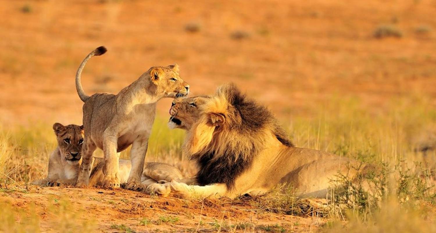 Tanzania Wildlife Safaris