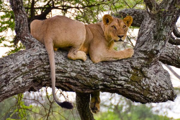 Tarangire National Park Tarangire National Park
