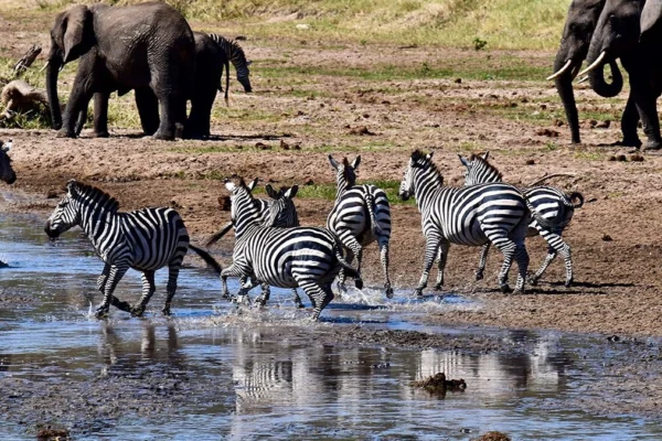Tarangire National Park