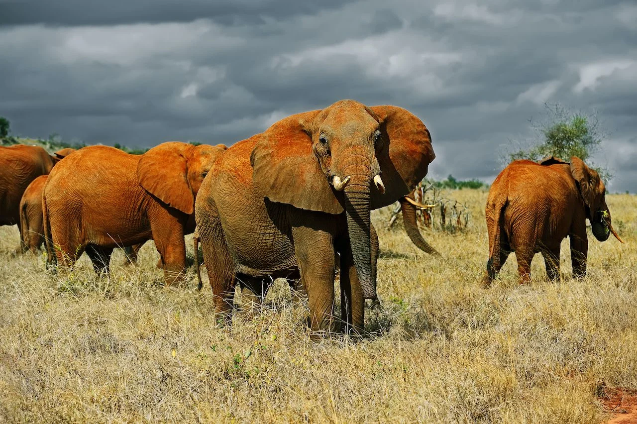 Tsavo East National Park