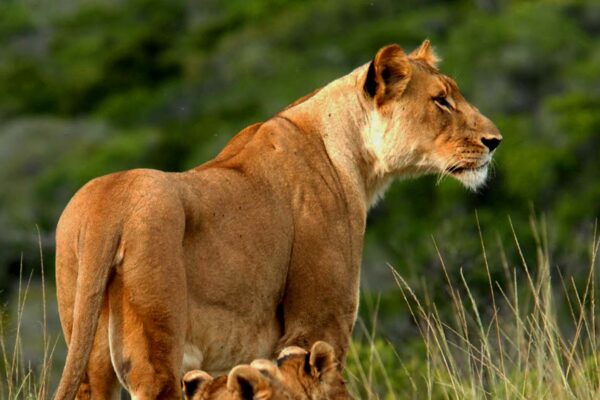7-Day Kenya Wildlife Safari Holiday