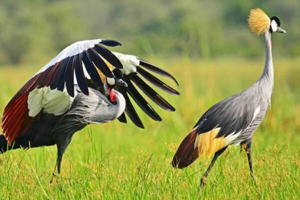 Uganda-Birding-Safaris Uganda-Birding-Safaris