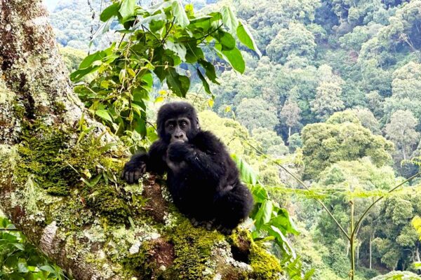 Uganda Gorilla Safaris1 Gorilla Trekking in Africa