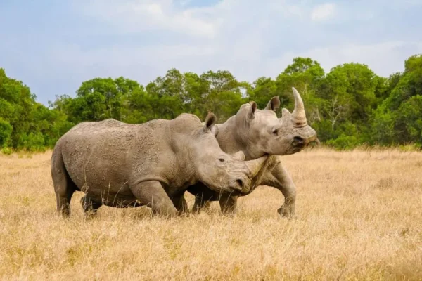 Wildlife Safaris in Ol Pejeta Conservancy Kenya Big Five Adventures
