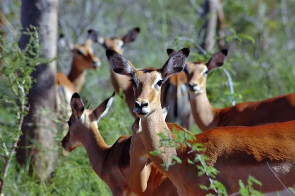 akagera-rwanda_visit-rwanda-jpg 7 Days Rwanda Wildlife & Uganda Gorilla Habituation Safari