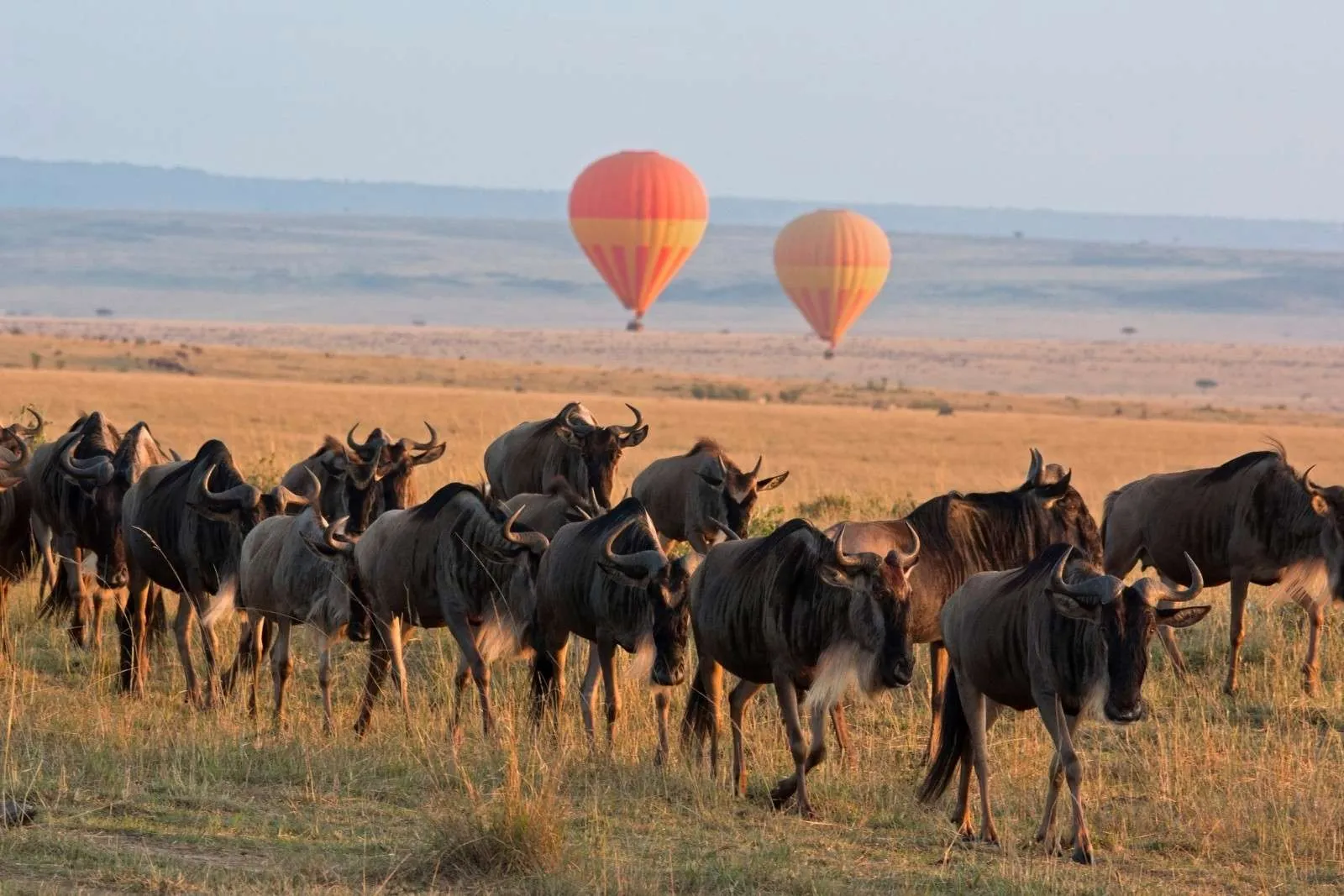 Hot Air Balloon Rides