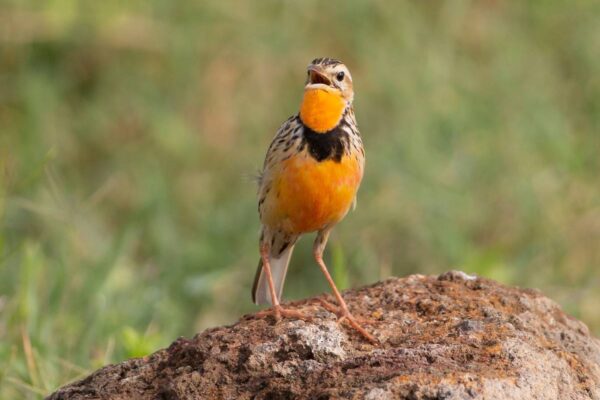 birding Safari Tanzania Birding Safaris