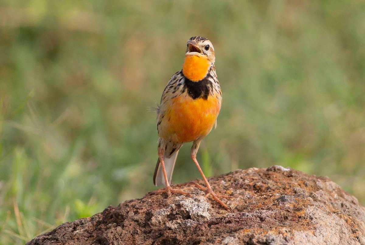 Tanzania Birding Safaris