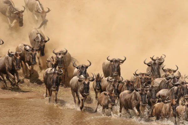 great 8-Day Wonders of Kenya & Tanzania - Mid-Range