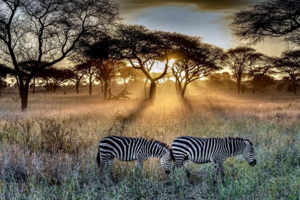 Tanzania Safari Adventures