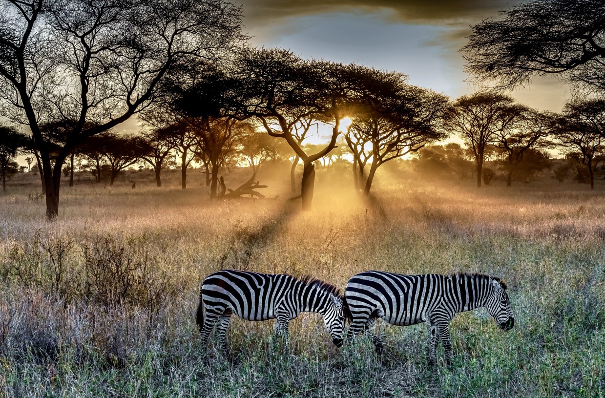 Tanzania Safari Adventures