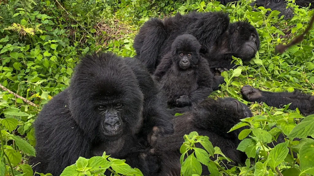 Gorilla trekking worth money 2026/27