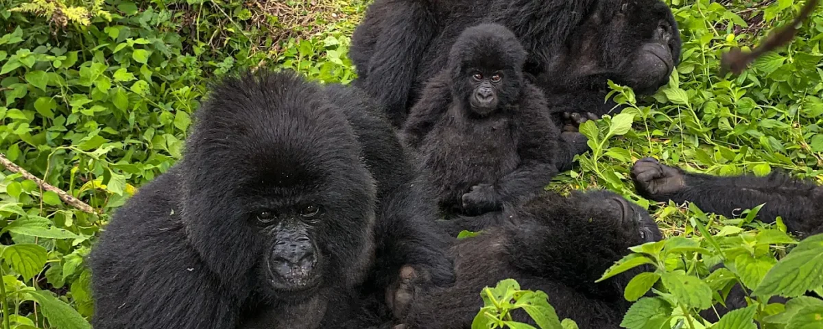 Gorilla trekking worth money 2026/27