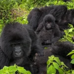 Gorilla trekking worth money 2026/27