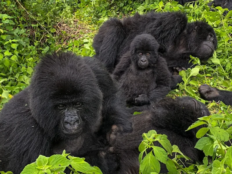 Gorilla trekking worth money 2026/27