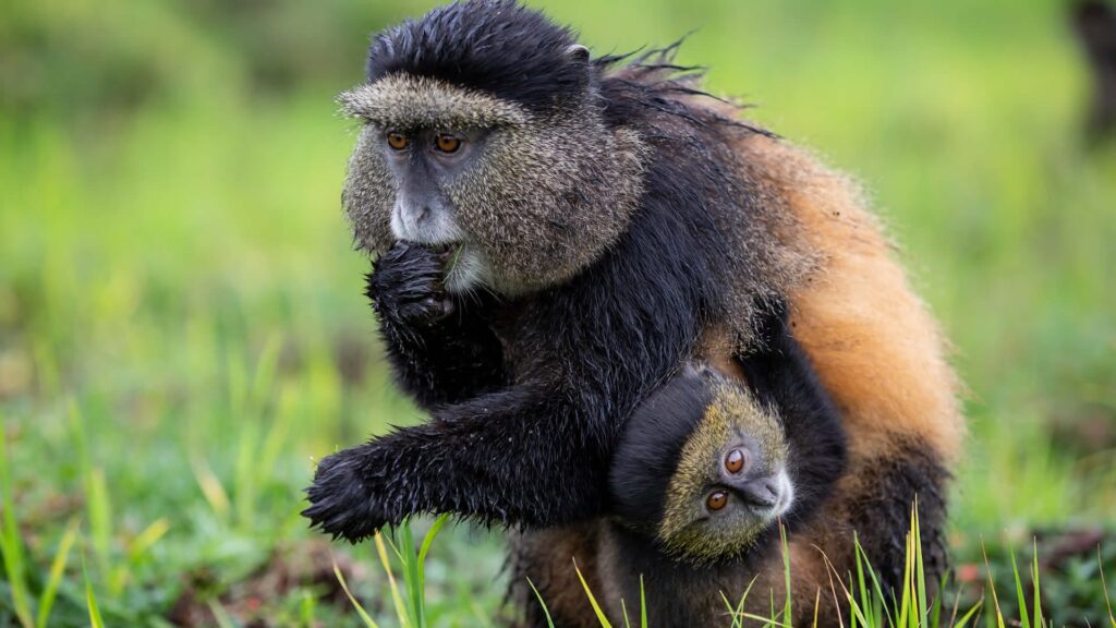 Can I Combine Gorilla Trekking With Other Safaris?