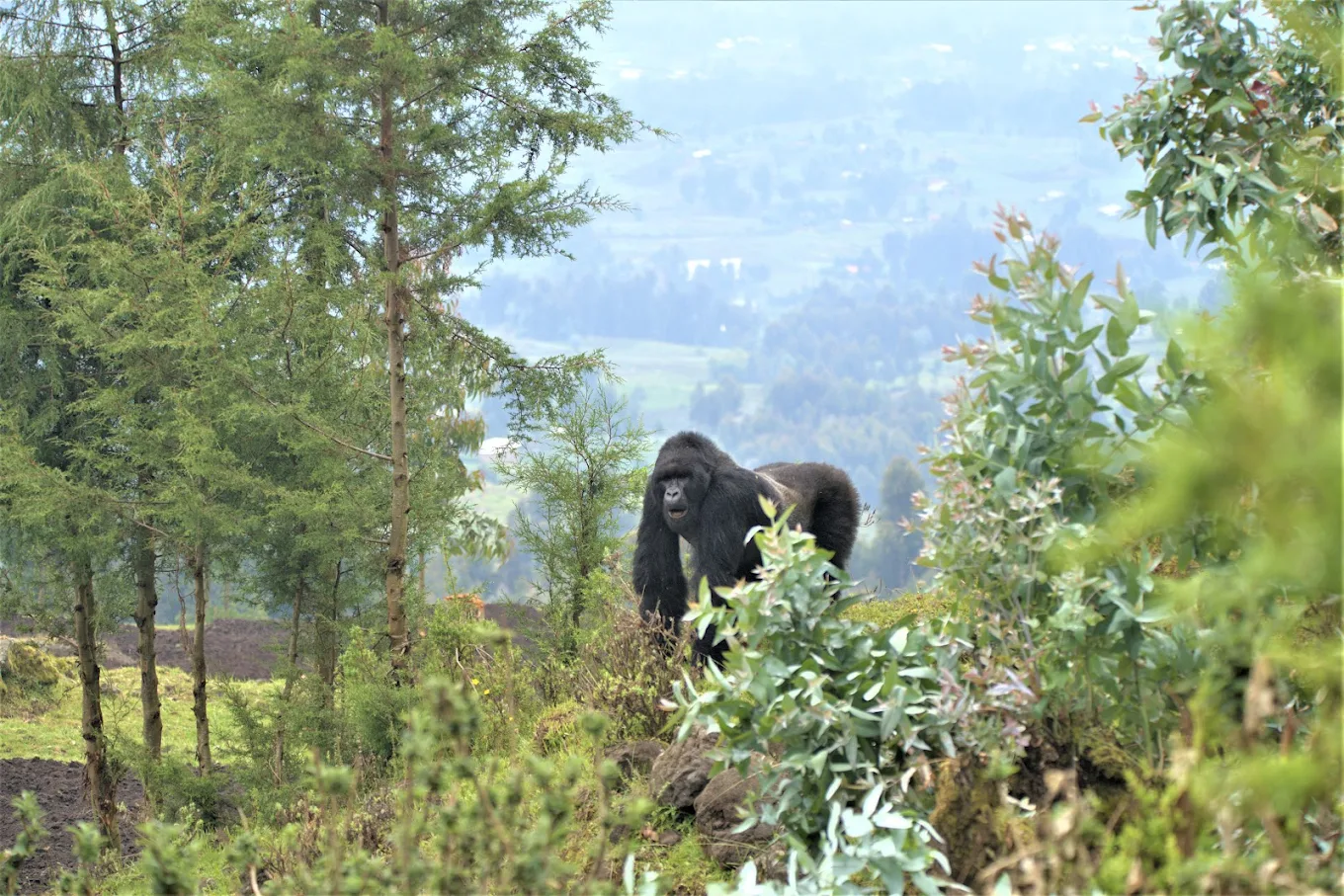 6 Days Uganda Safari