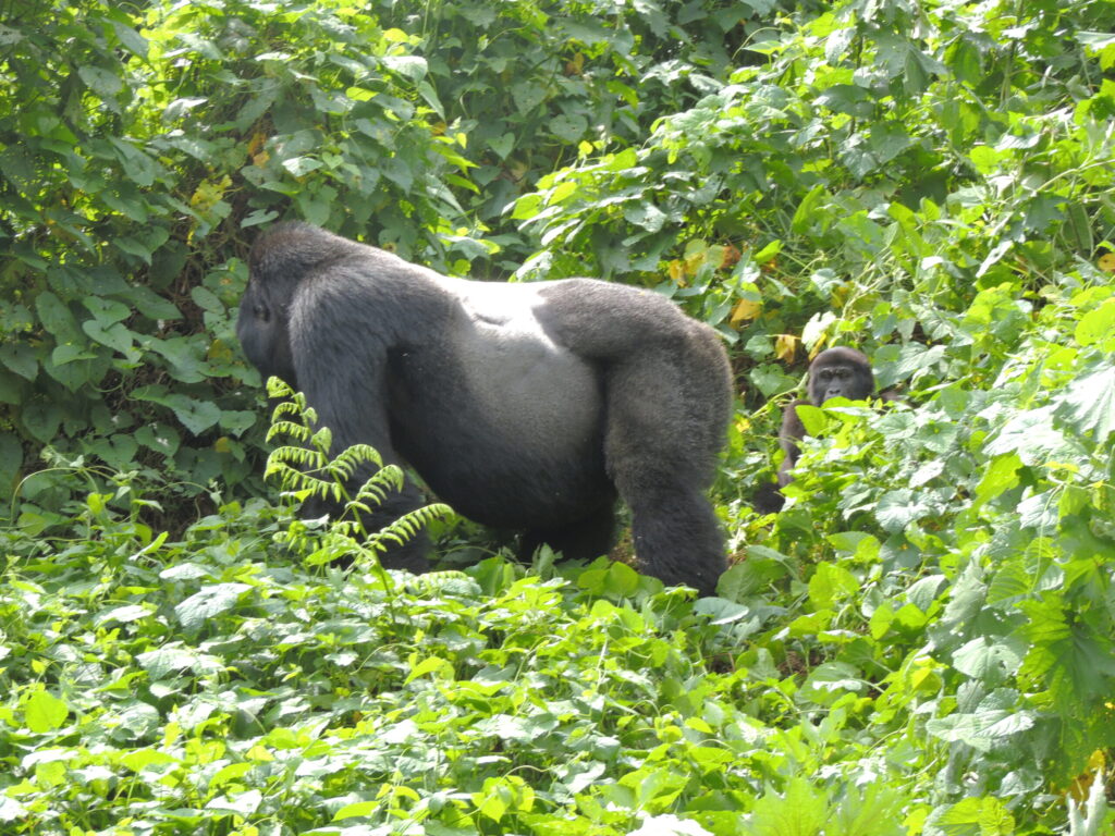 Can I Bring a Camera for a Gorilla Trekking Safari Adventure?