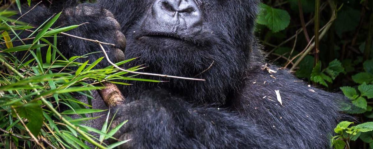 safest country for gorilla trekking 2026/27