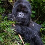 safest country for gorilla trekking 2026/27