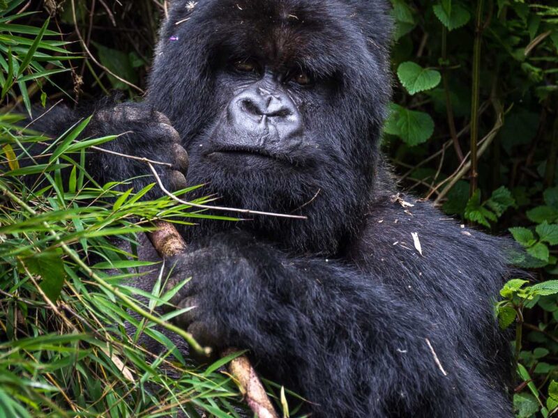 safest country for gorilla trekking 2026/27