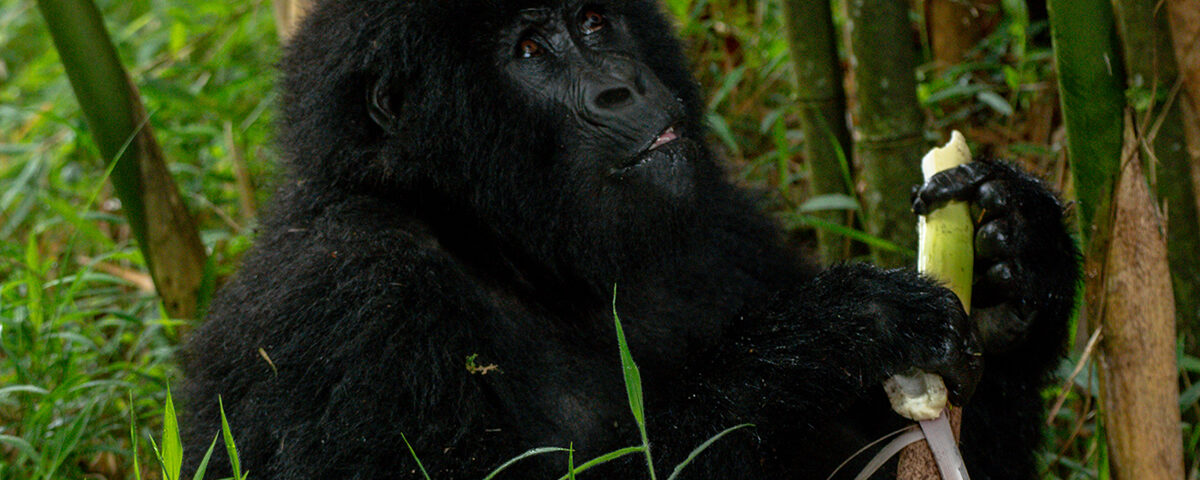 2 Days Bwindi Gorilla Trekking Safari