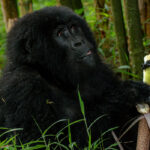 2 Days Bwindi Gorilla Trekking Safari