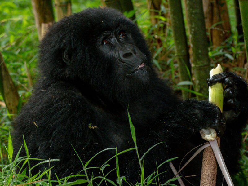 2 Days Bwindi Gorilla Trekking Safari