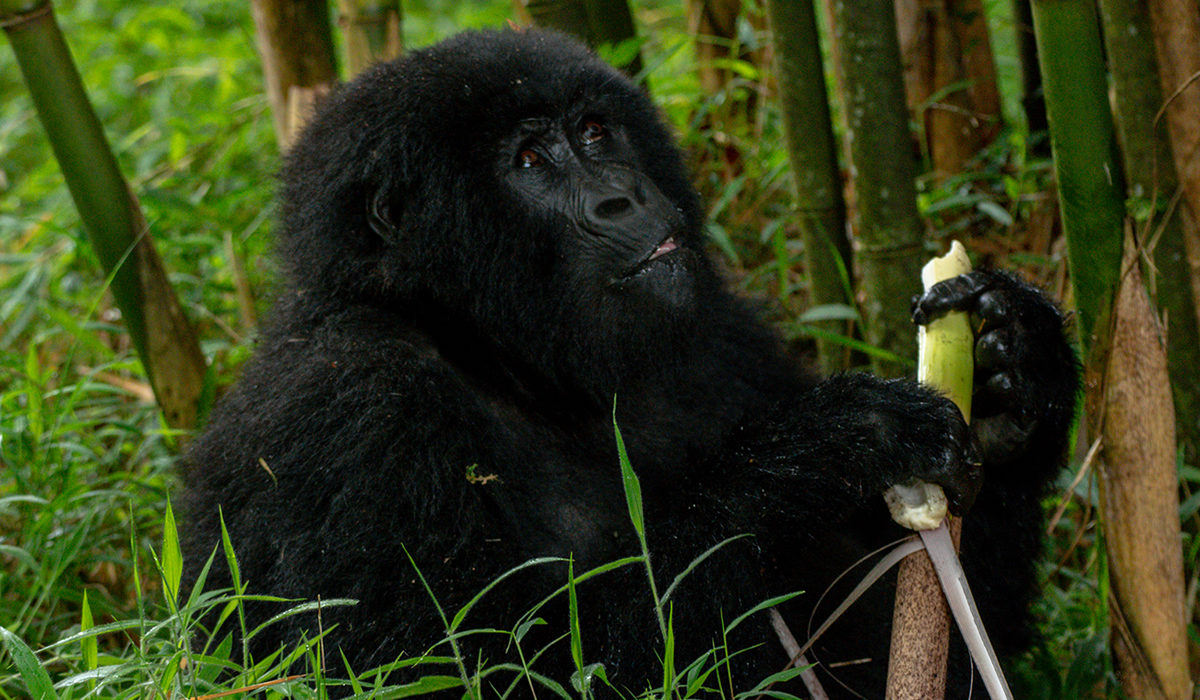 2 Days Bwindi Gorilla Trekking Safari