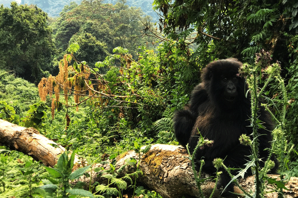 Can I Book a Last-Minute Gorilla Safari?