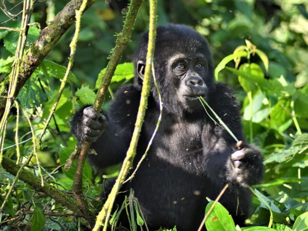 Bwindi Listed Among the Most Beautiful Places in the World
