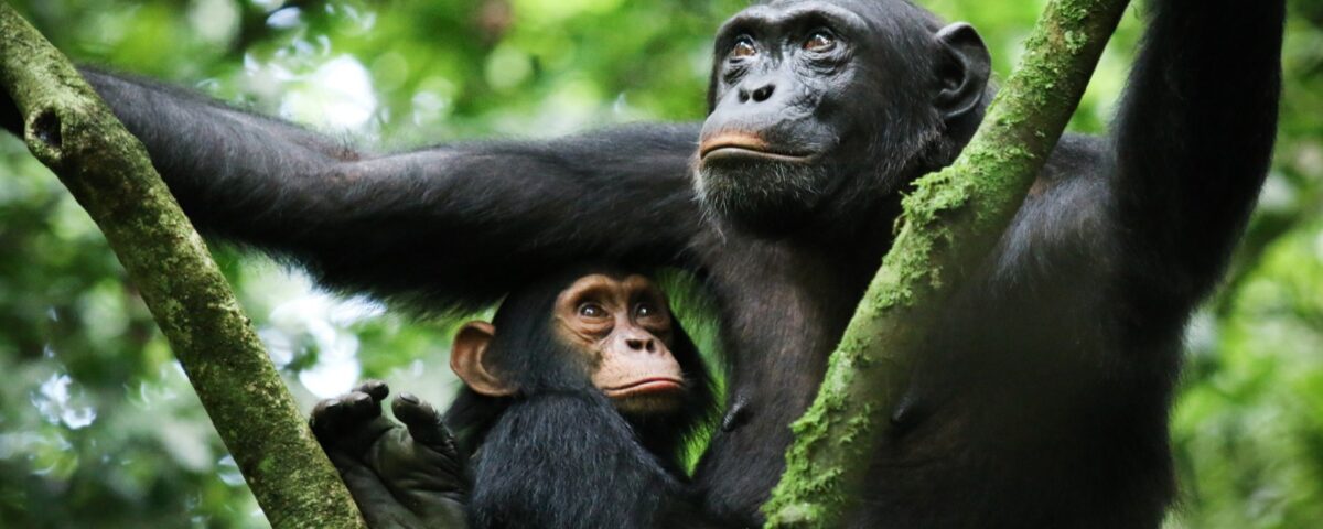 Chimpanzee Trekking in Uganda