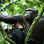 Chimpanzee Trekking in Uganda