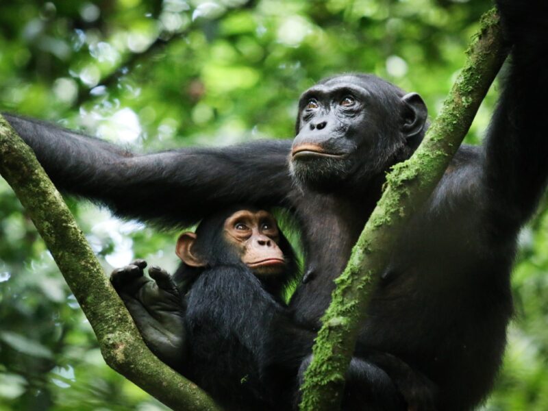 Chimpanzee Trekking in Uganda