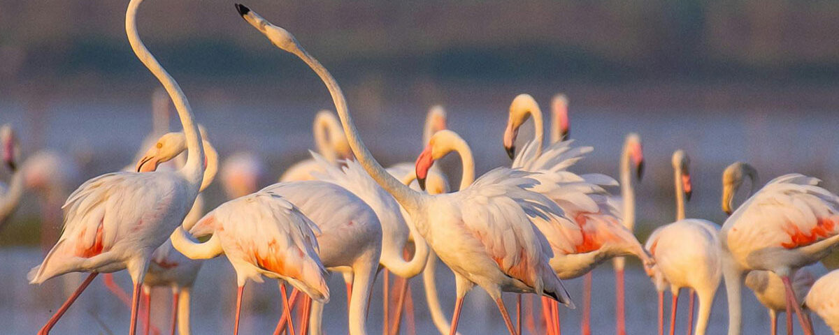 Best place for Uganda birding safari | Beyond Horizons Adventure