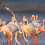 Best place for Uganda birding safari | Beyond Horizons Adventure