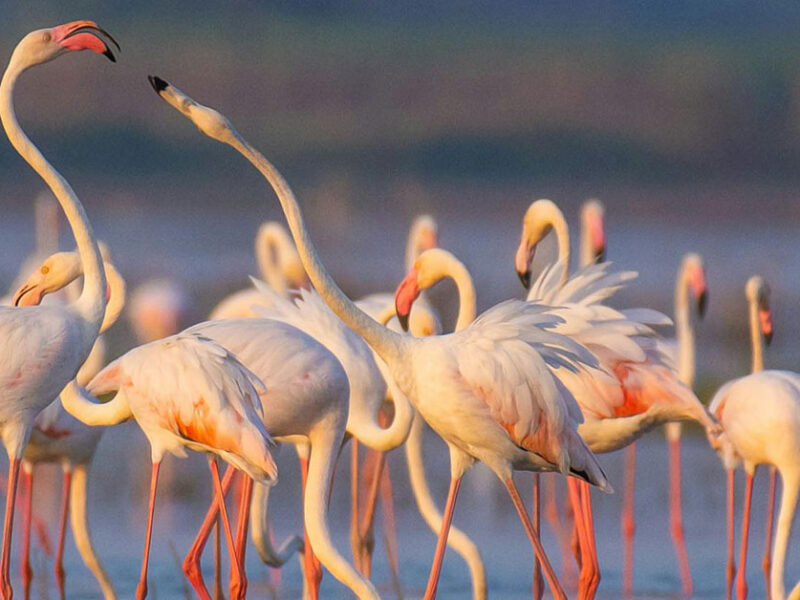 Best place for Uganda birding safari | Beyond Horizons Adventure