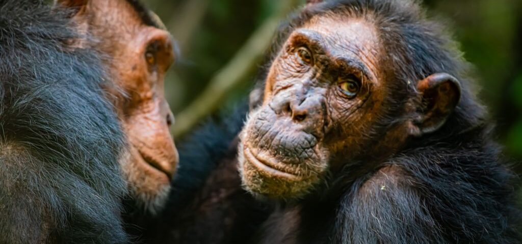 Best Chimpanzee Trekking in Uganda