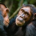 Best Chimpanzee Trekking in Uganda
